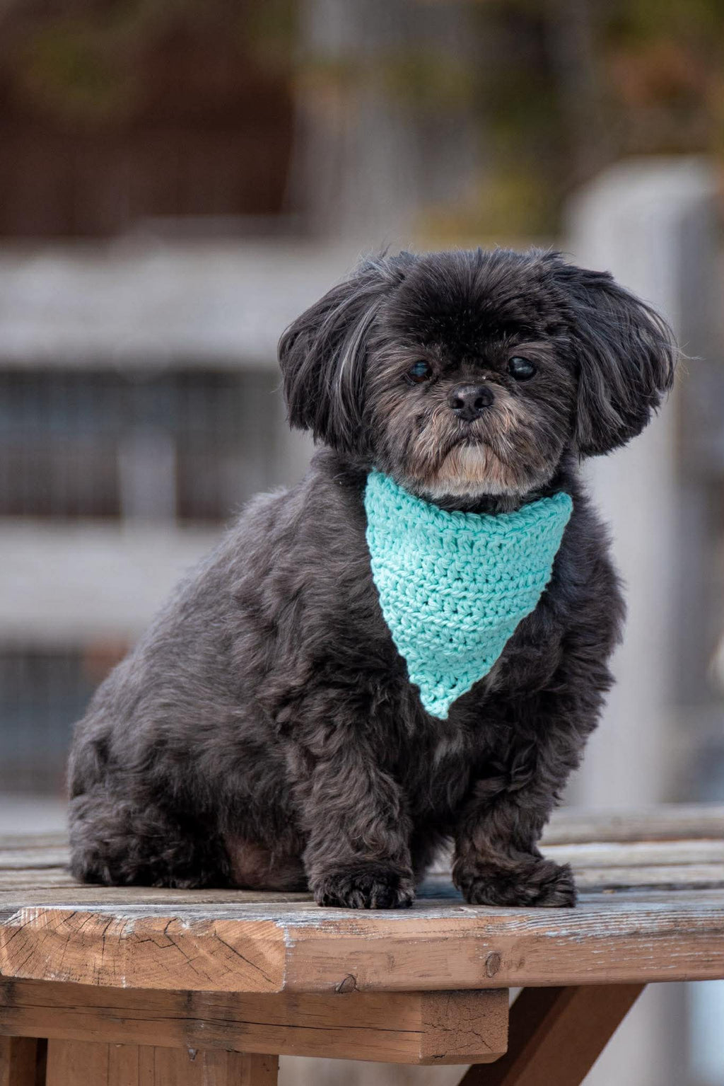 Foulards pour chien