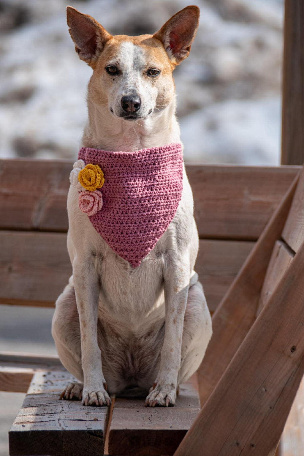 Foulards pour chien