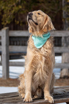 Foulards pour chien