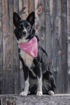 Foulards pour chien