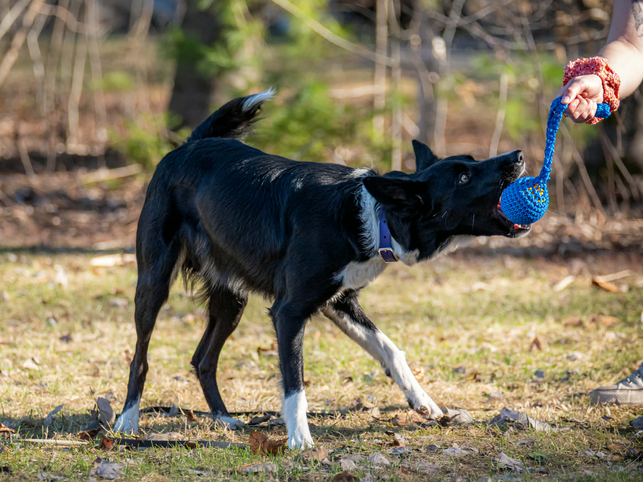 Tug pour chiens