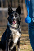 Tug pour chiens