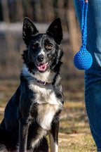 Tug pour chiens
